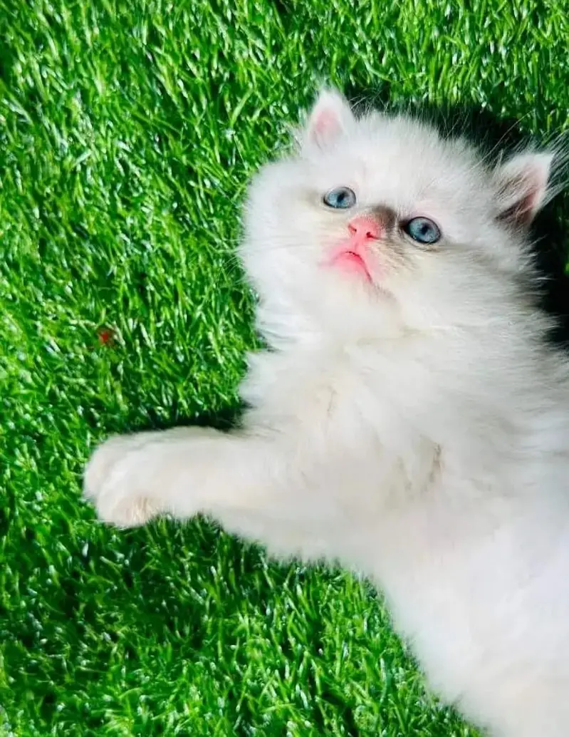 Quality Persian cat & Kittens. Male & female 03091708184. whatsapp — photo 2