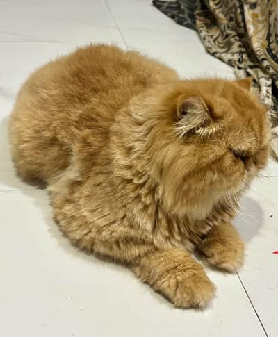 Persian Extreme punch face|odd eyes | triple coated for sale |