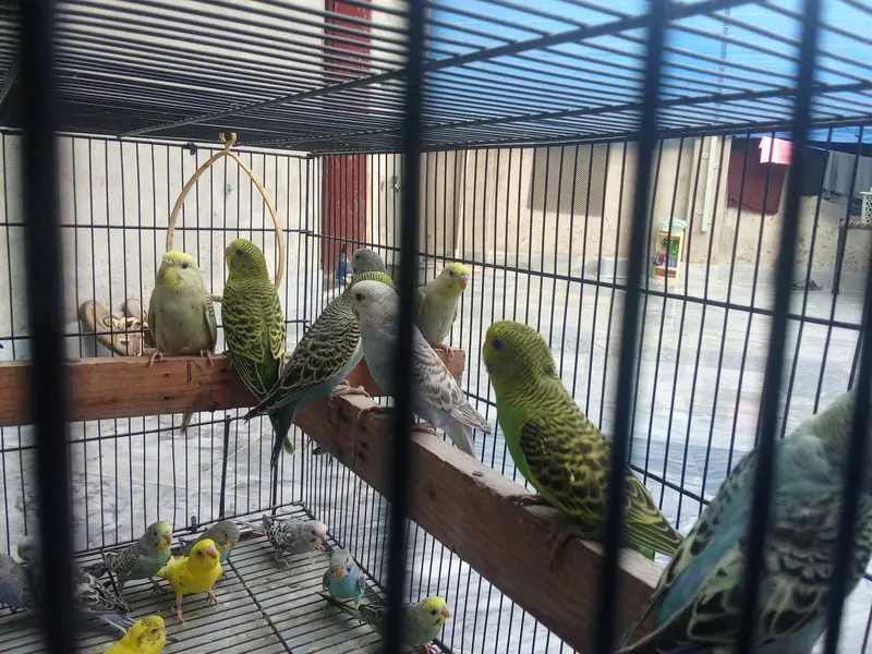 beautiful Australian parrot — photo 2