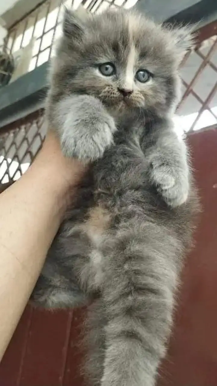 Quality Persian cat & Kittens. Male & female 03091708184. whatsapp — photo 3