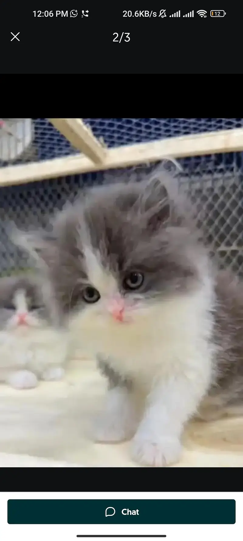 Quality Persian cat & Kittens. Male & female 03091708184. whatsapp — photo 2