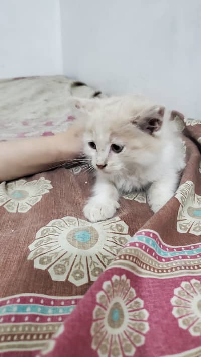 Persian cat for sale