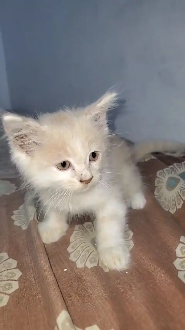 Persian cat for sale — photo 2