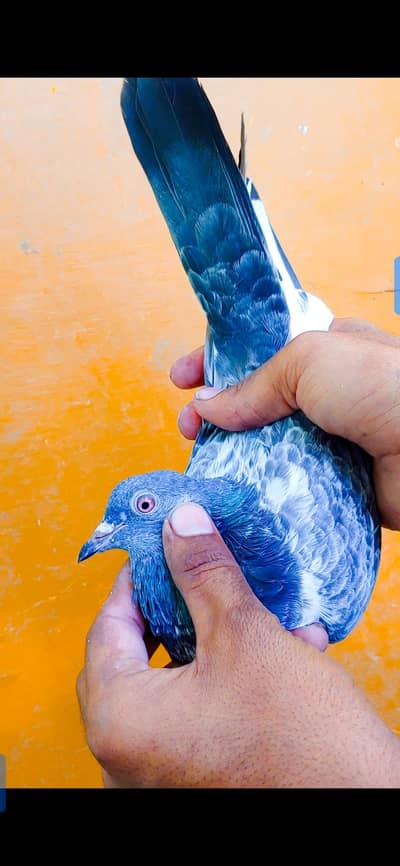 Dub wali femal for sale kabli