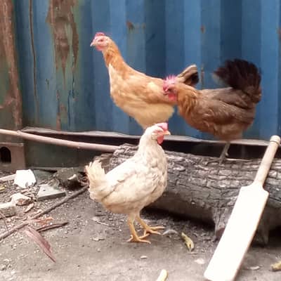 Desi murgha+ misri female