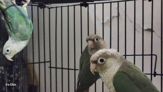 Breeder cinamon conure pair with one adult chick