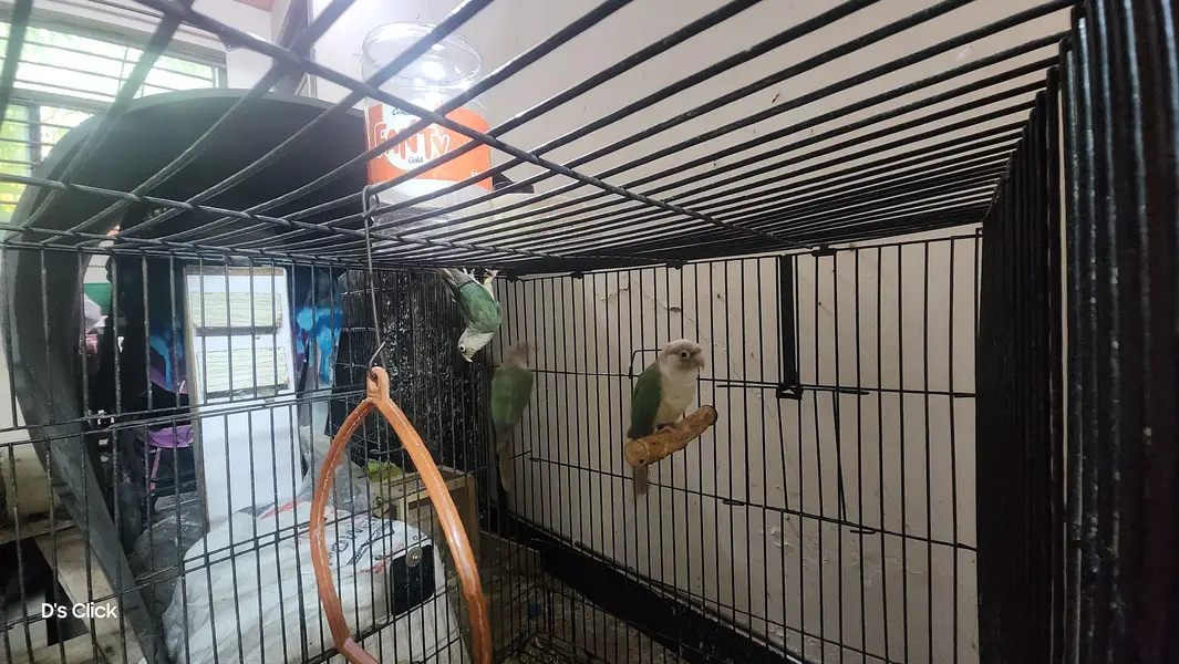Breeder cinamon conure pair with one adult chick — photo 2