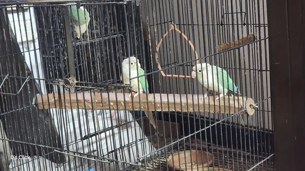 Breeder cinamon conure pair with one adult chick — photo 3