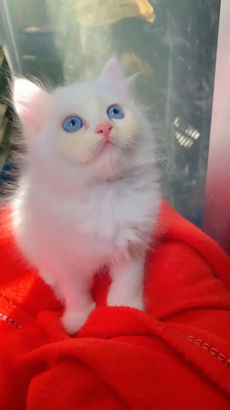 Quality Persian cat & Kittens. Male & female 03091708184. whatsapp — photo 3