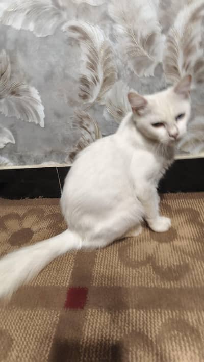 Persian White cat