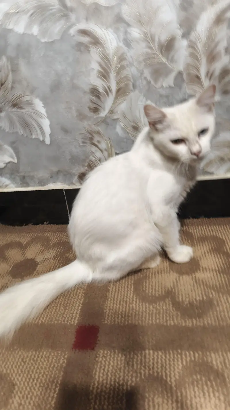 Persian White cat — photo 2