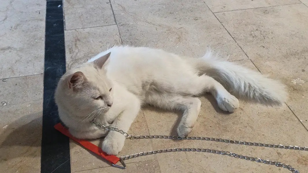 Persian White cat — photo 3