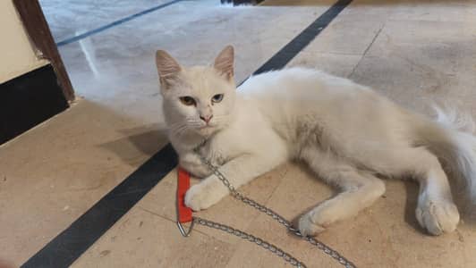 Persian White cat