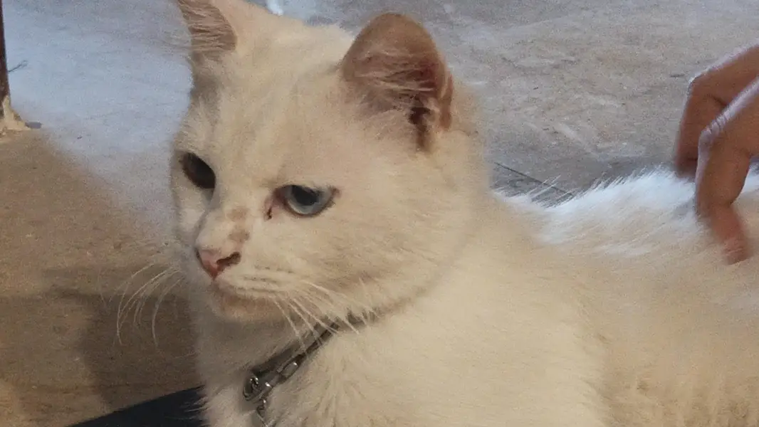 Persian White cat — photo 4