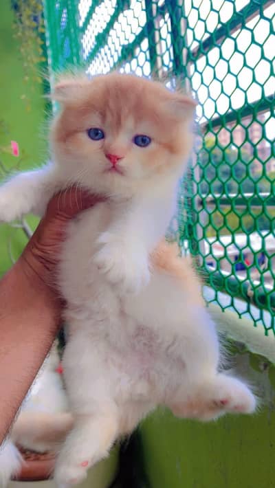 Quality Persian cat & Kittens. Male & female 03091708184. whatsapp