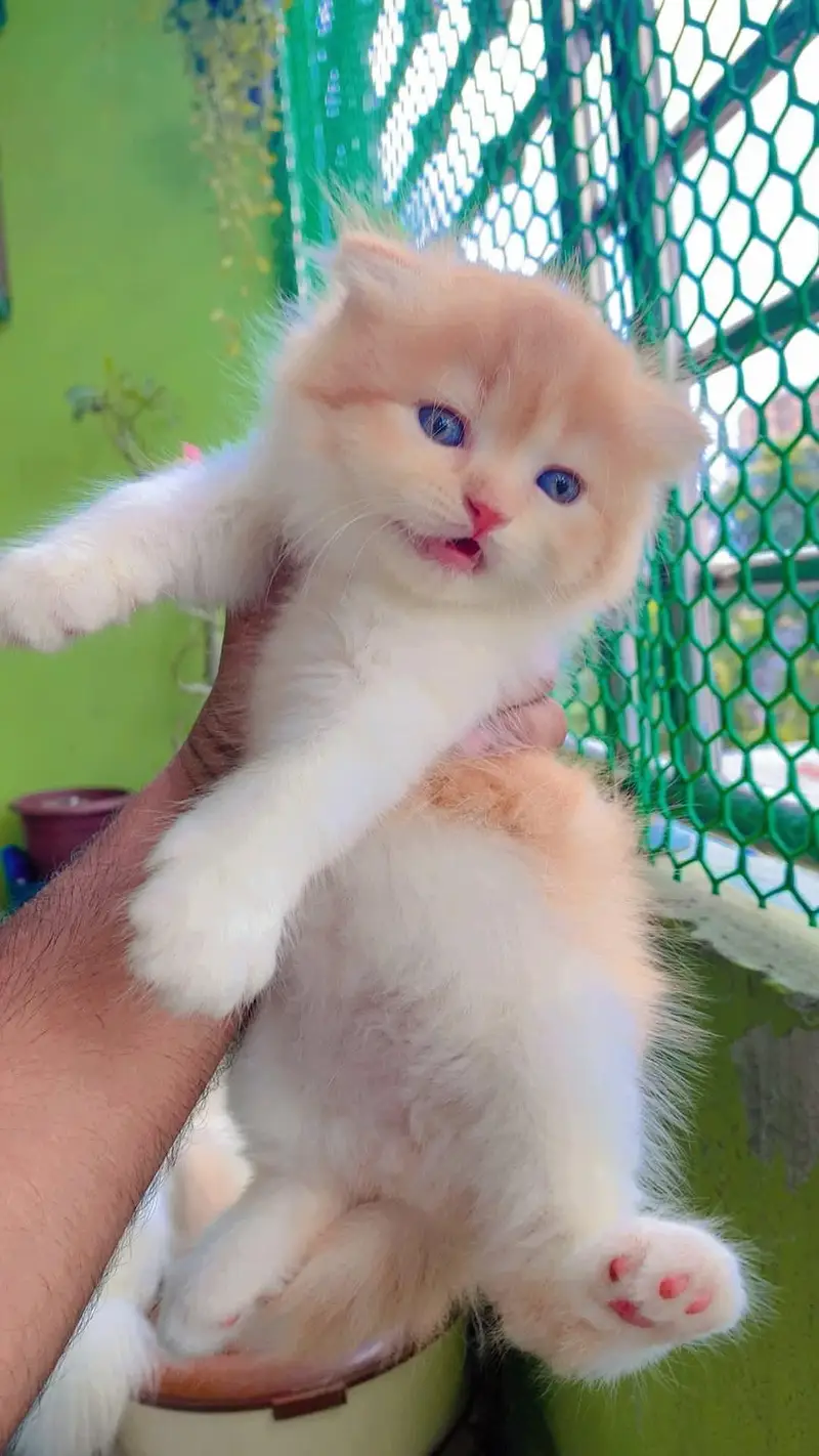 Quality Persian cat & Kittens. Male & female 03091708184. whatsapp — photo 2