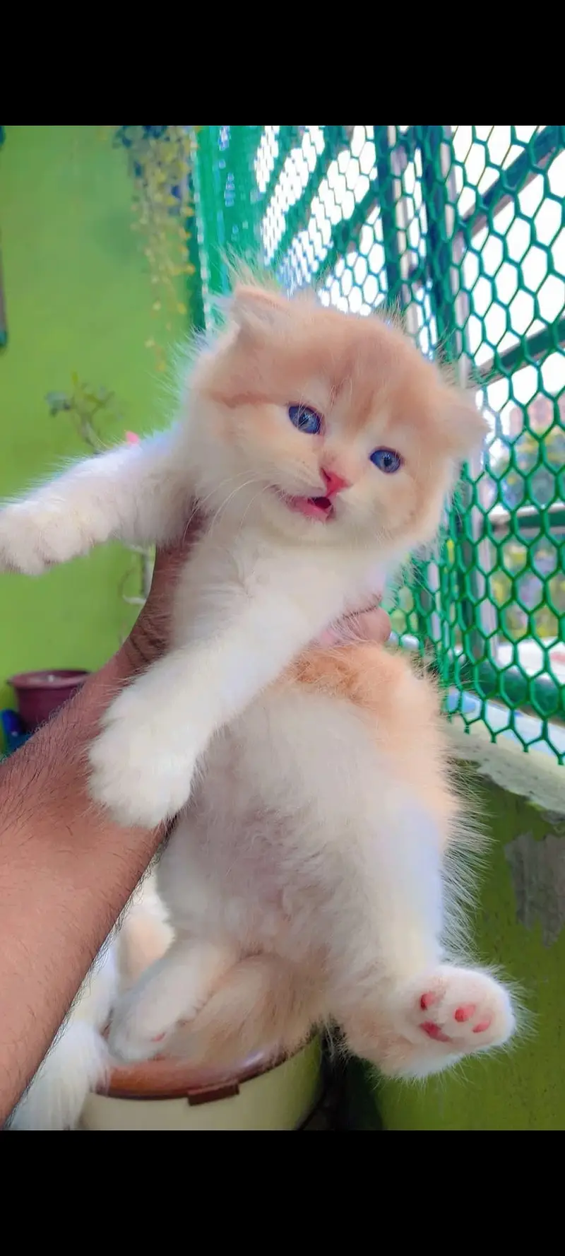 Quality Persian cat & Kittens. Male & female 03091708184. whatsapp — photo 3