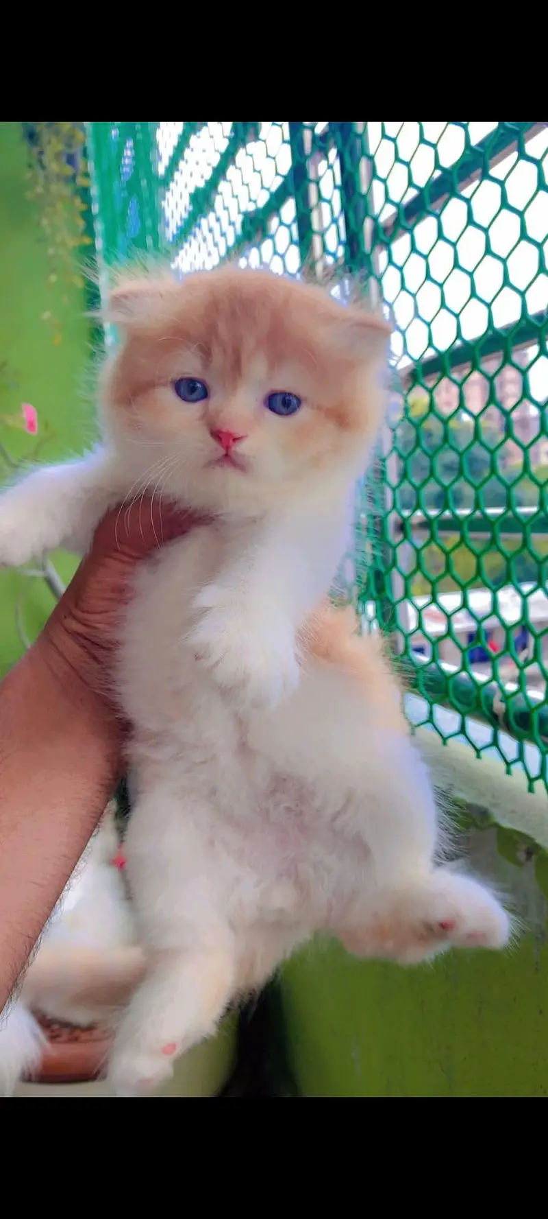 Quality Persian cat & Kittens. Male & female 03091708184. whatsapp — photo 4