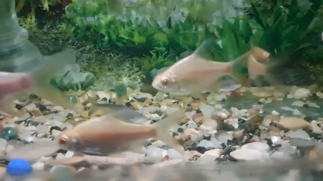 Fishes For Sale ( in reasonable rates) — photo 5