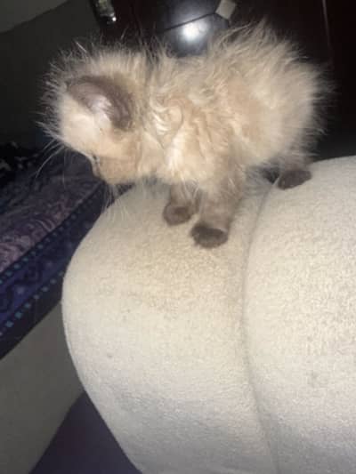 Double coated Kitten