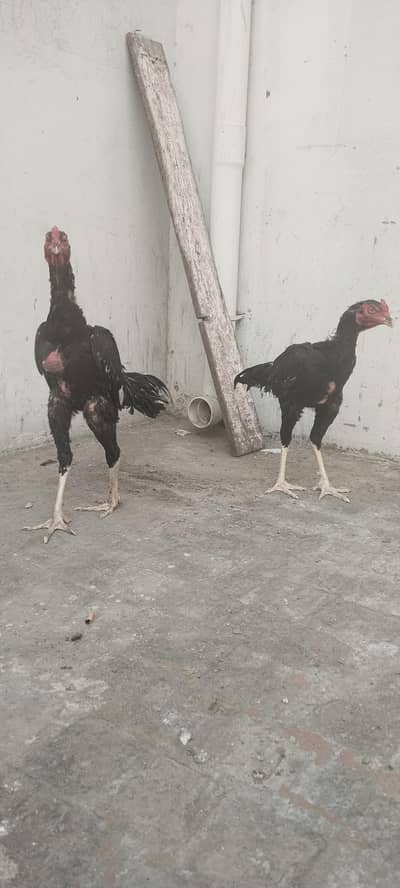2 Aseel pathay for sale.