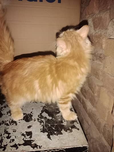 Persian Kittens