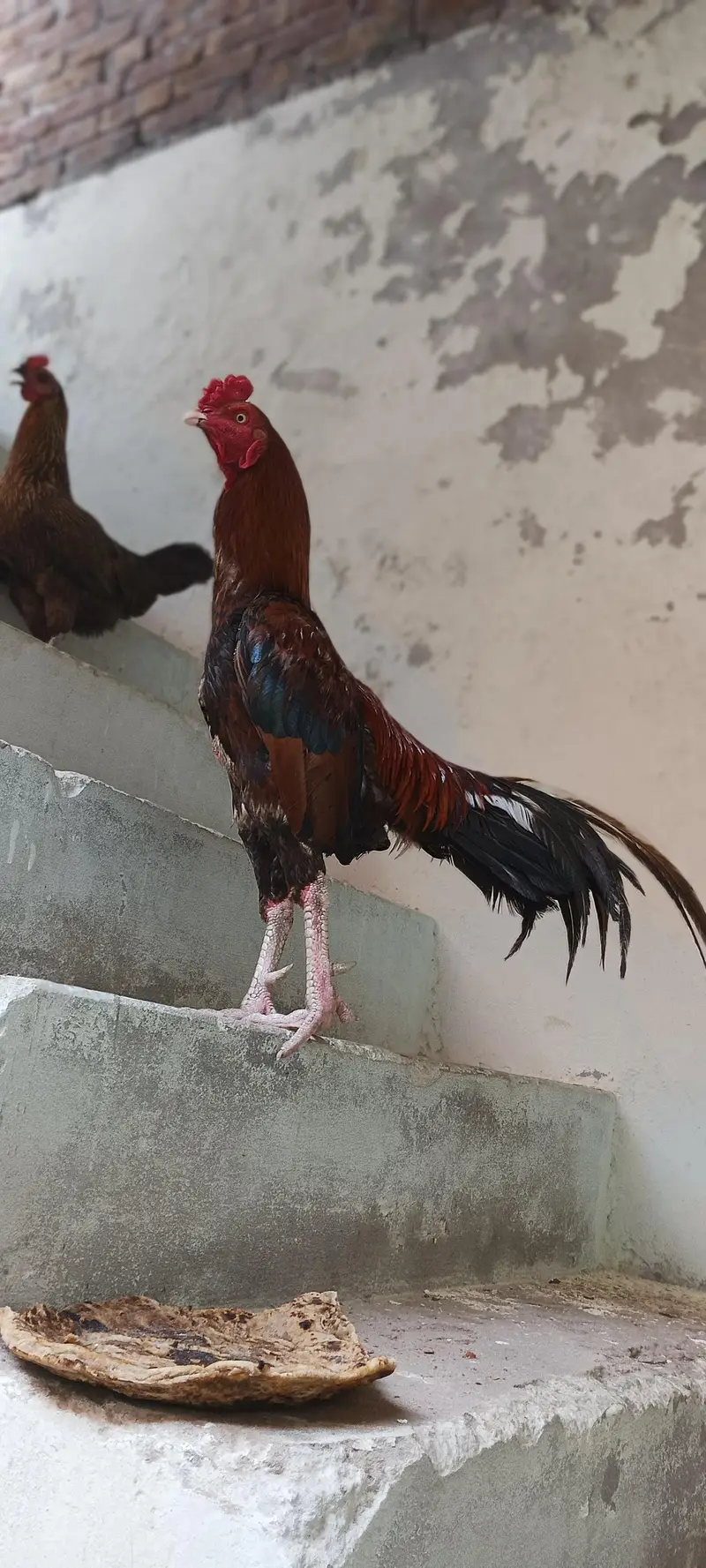 murga for sale — photo 2
