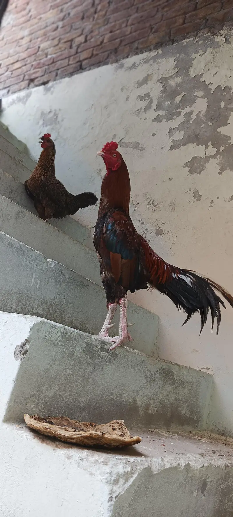 murga for sale — photo 3