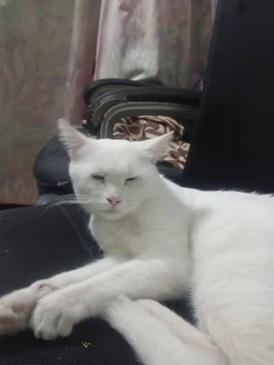 Russian mix breed male cat