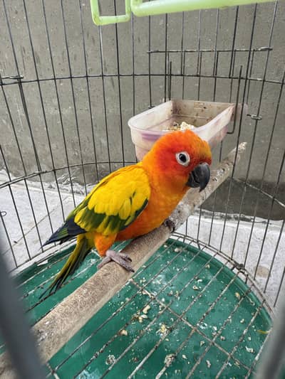 Sun conor semi tame talking male