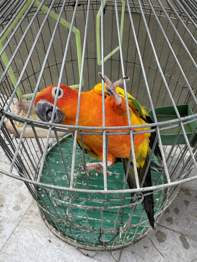 Sun conor semi tame talking male — photo 3