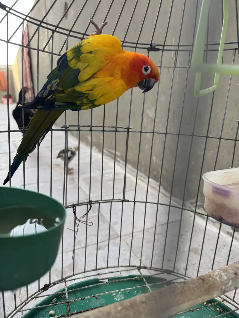 Sun conor semi tame talking male — photo 4