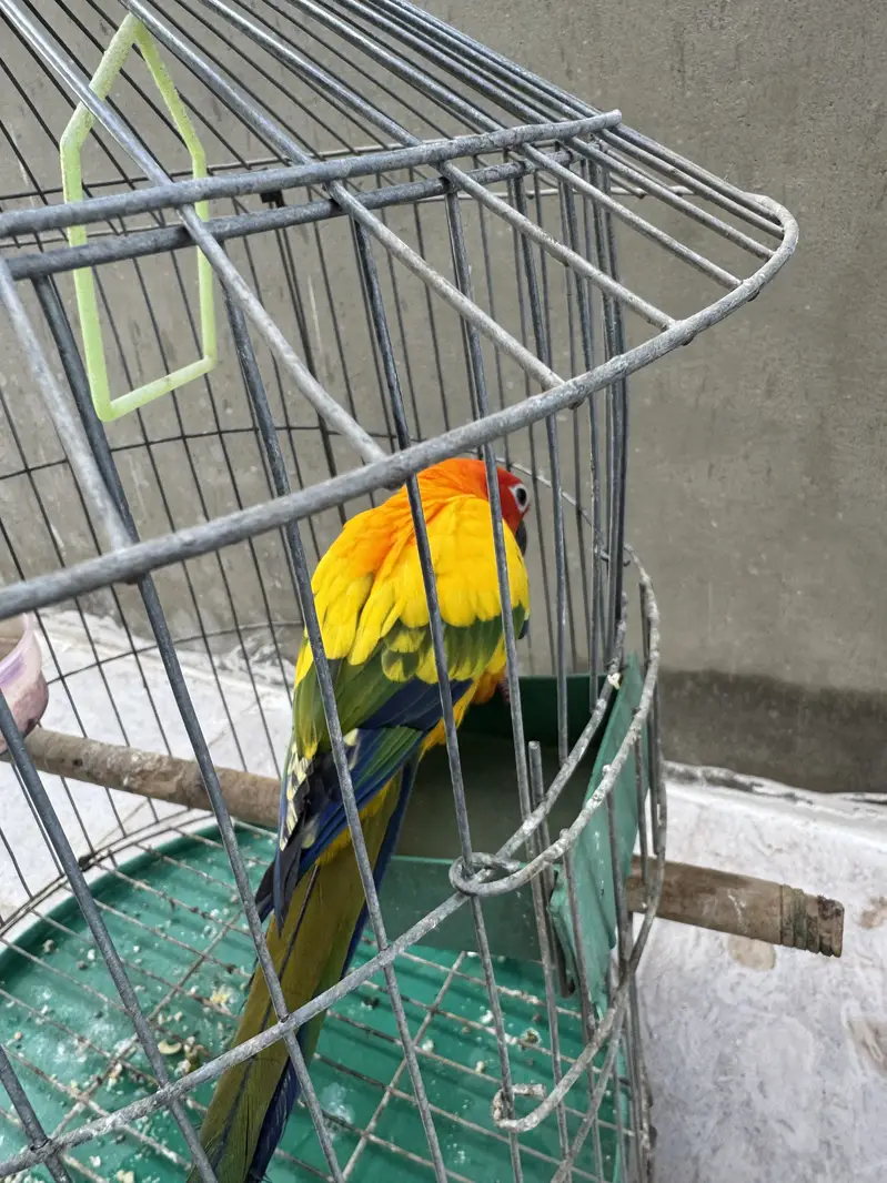 Sun conor semi tame talking male — photo 6