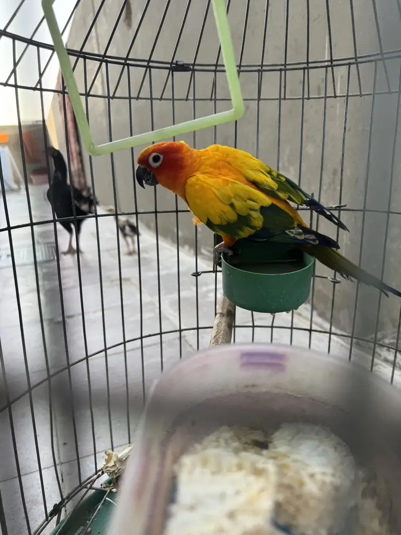 Sun conor semi tame talking male — photo 8
