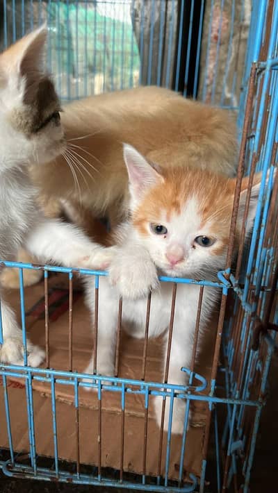 Cute Persian Kittens for Sale – 1 Month Old