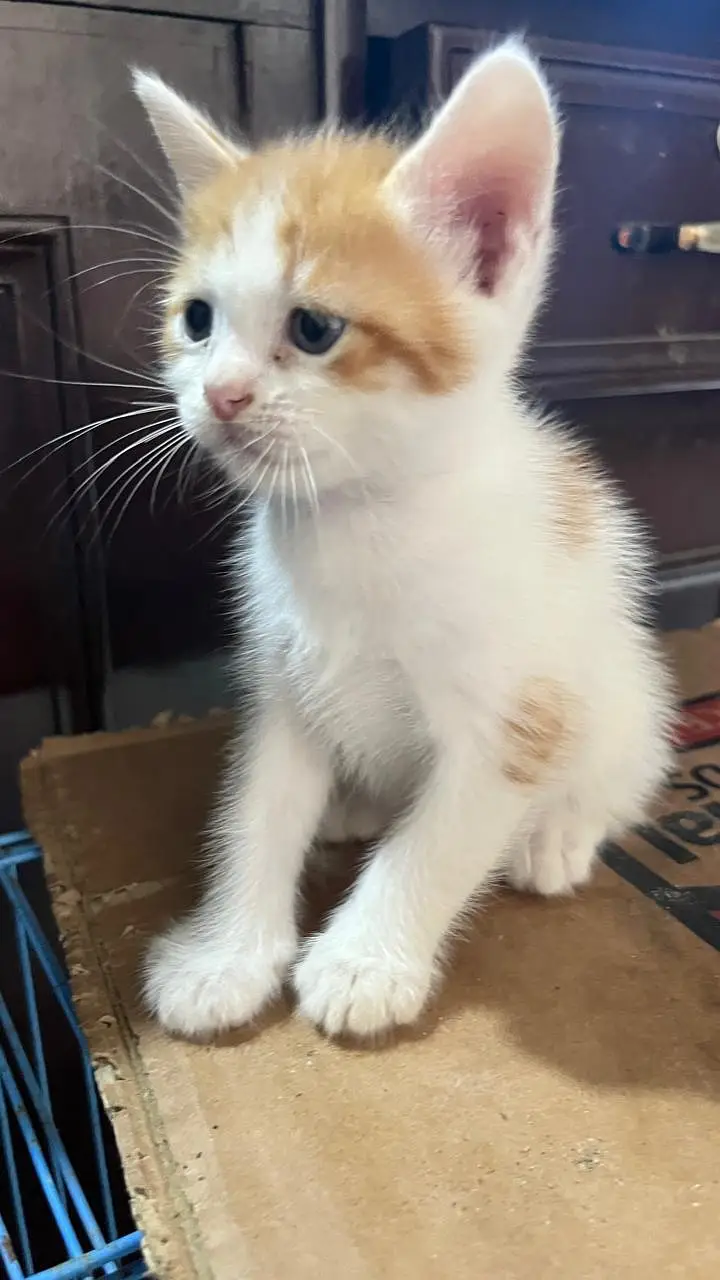 Cute Persian Kittens for Sale – 1 Month Old — photo 2
