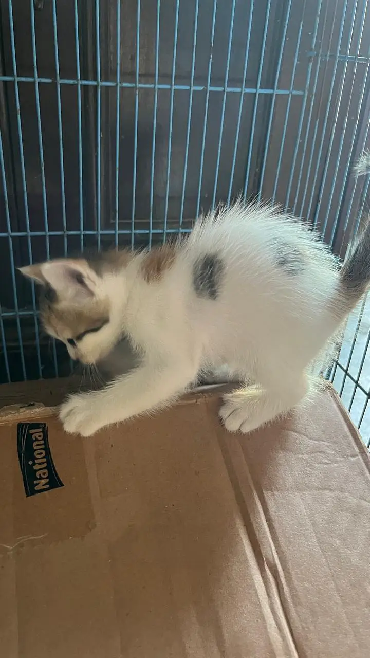 Cute Persian Kittens for Sale – 1 Month Old — photo 3