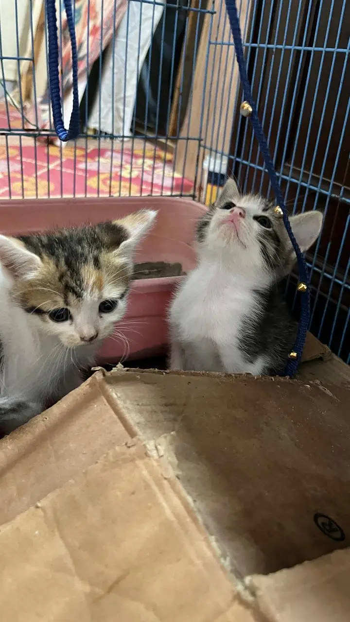 Cute Persian Kittens for Sale – 1 Month Old — photo 4