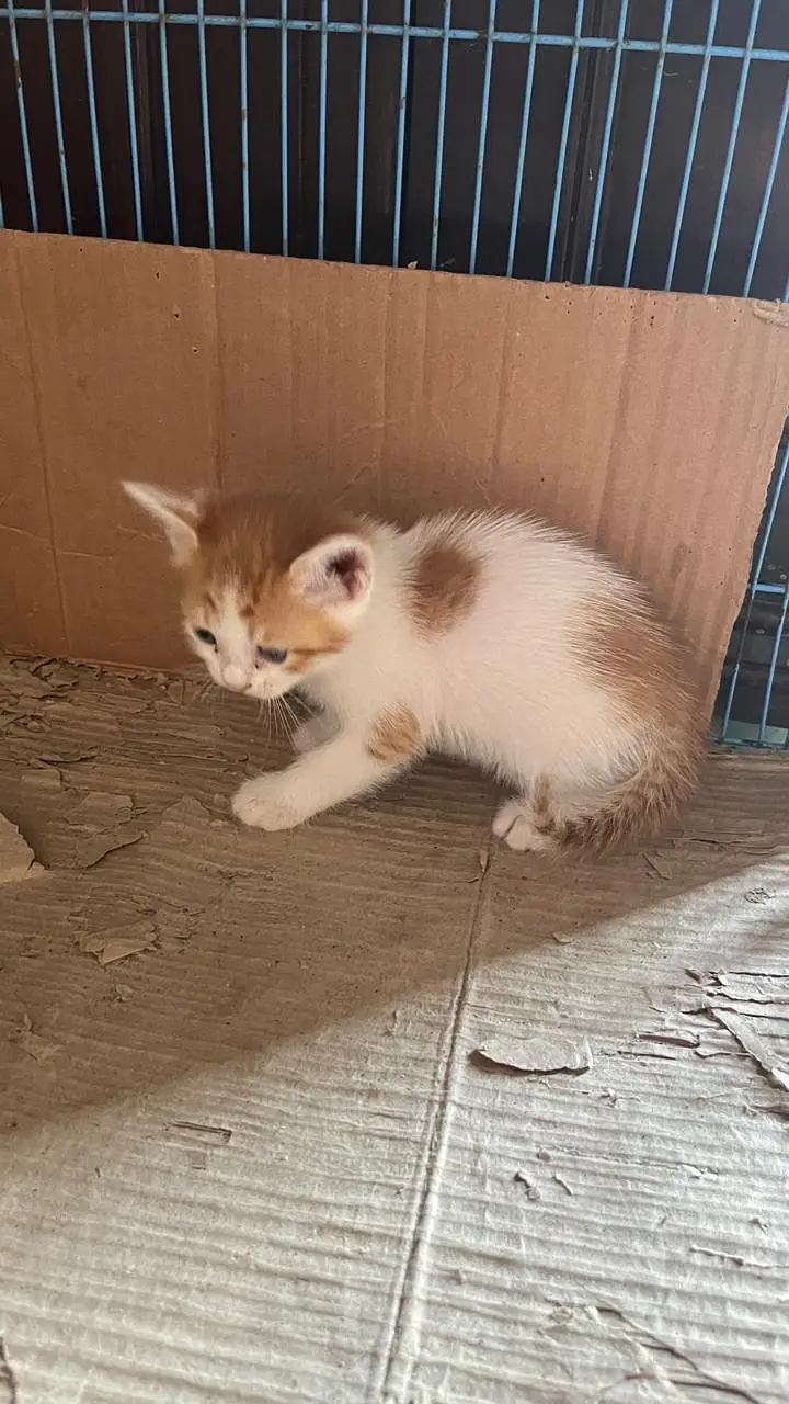 Cute Persian Kittens for Sale – 1 Month Old — photo 5