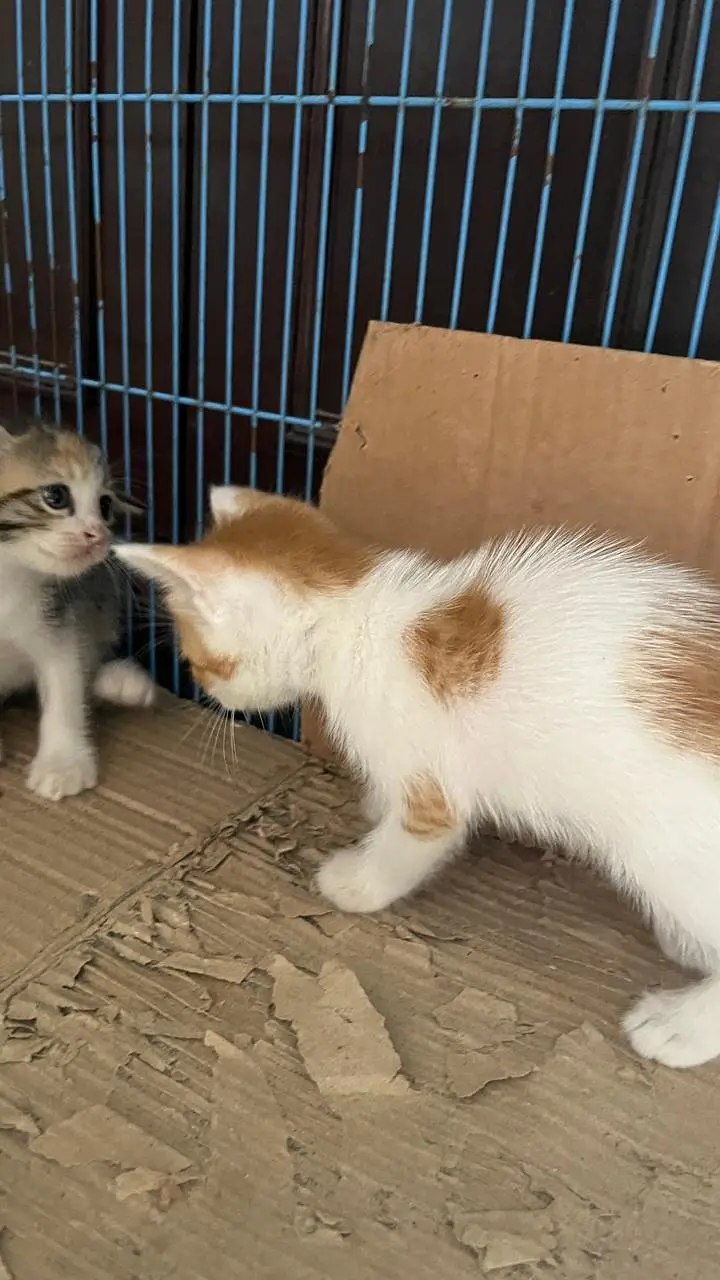 Cute Persian Kittens for Sale – 1 Month Old — photo 6