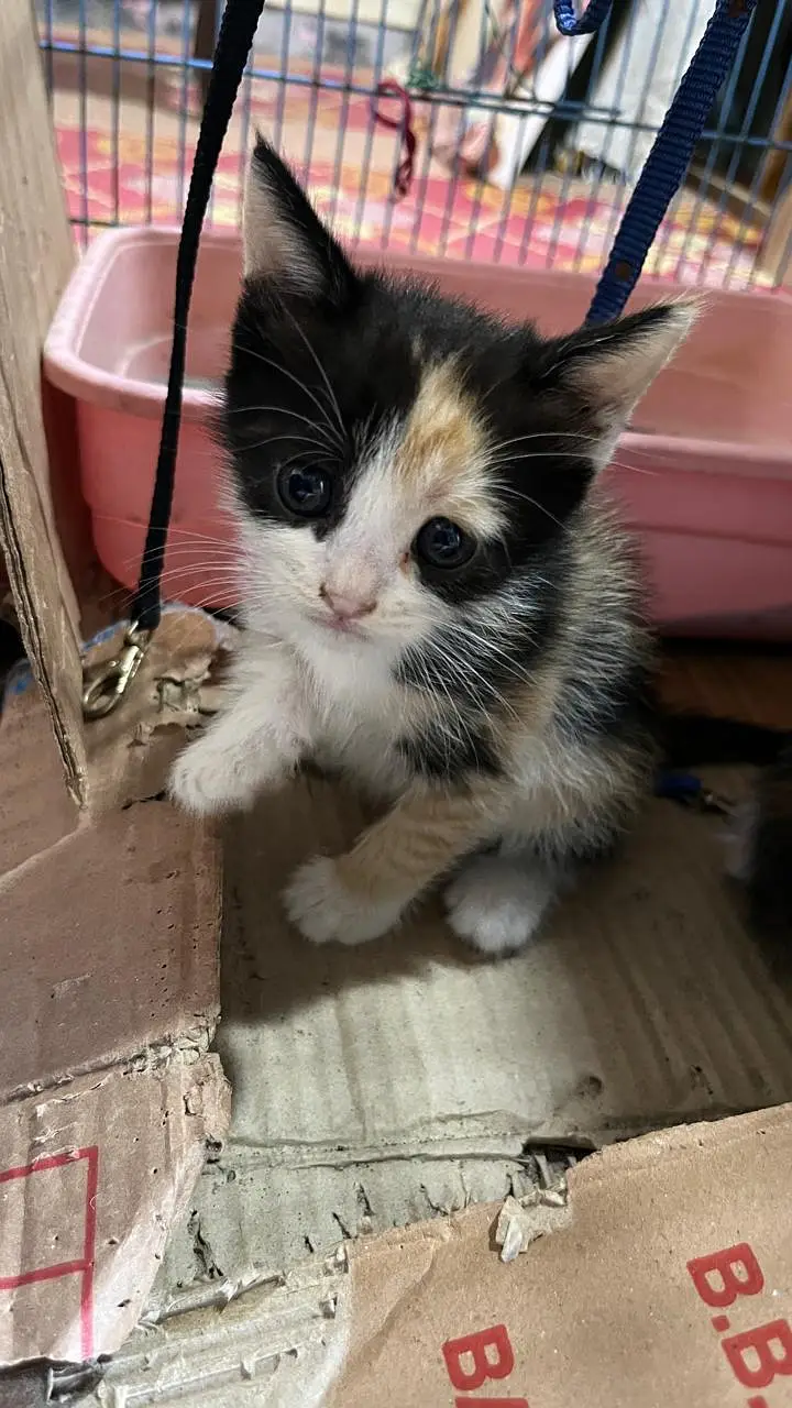 Cute Persian Kittens for Sale – 1 Month Old — photo 7
