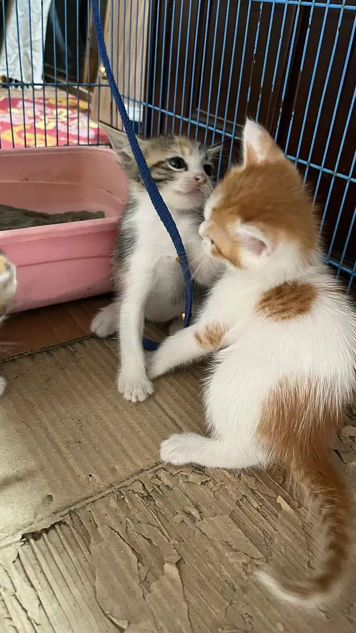 Cute Persian Kittens for Sale – 1 Month Old — photo 8