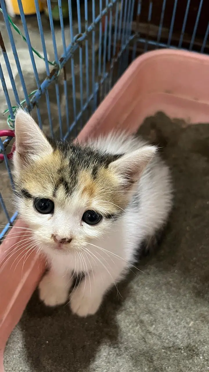 Cute Persian Kittens for Sale – 1 Month Old — photo 9