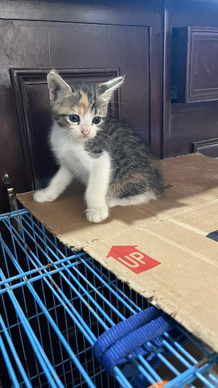 Cute Persian Kittens for Sale – 1 Month Old — photo 10