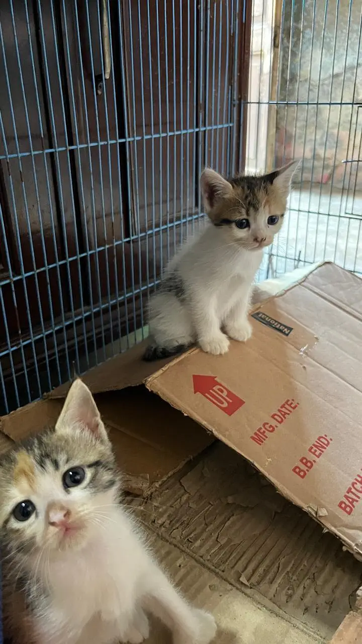 Cute Persian Kittens for Sale – 1 Month Old — photo 11