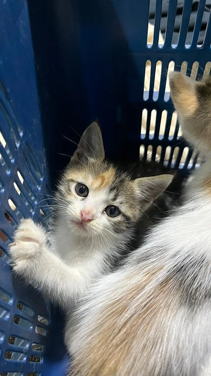 Cute Persian Kittens for Sale – 1 Month Old — photo 12