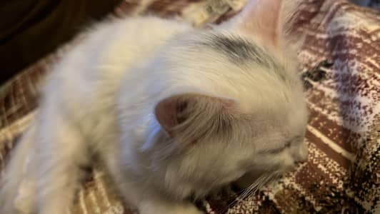 Persian kitten triple coat