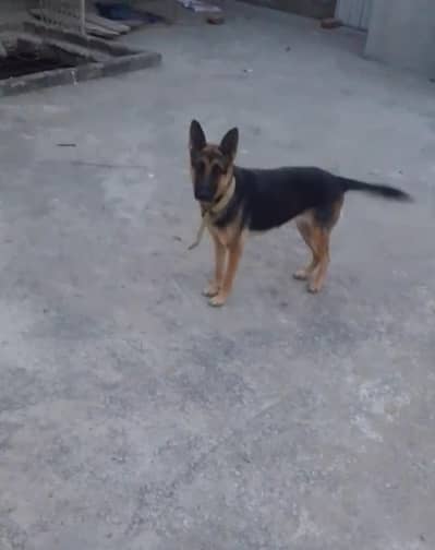 German shepherd female for sale