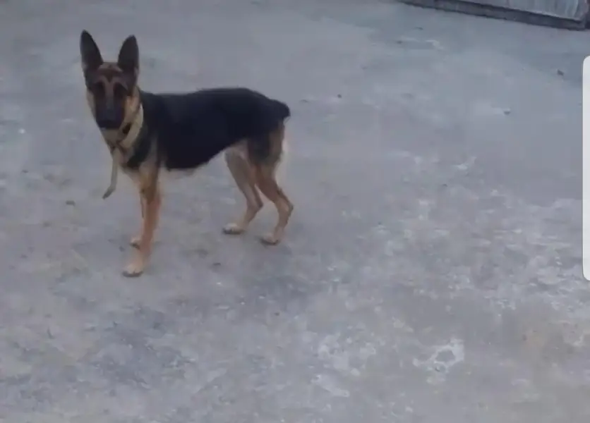 German shepherd female for sale — photo 2