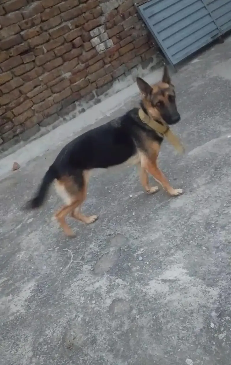 German shepherd female for sale — photo 3